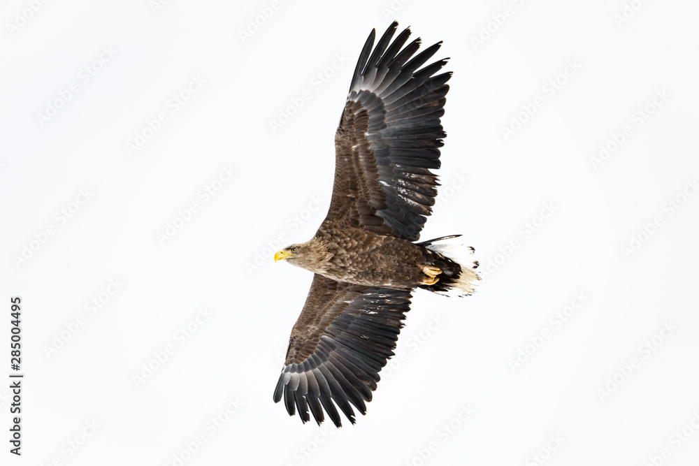 Obraz premium White Tailed Eagle in Hokkaido Japan
