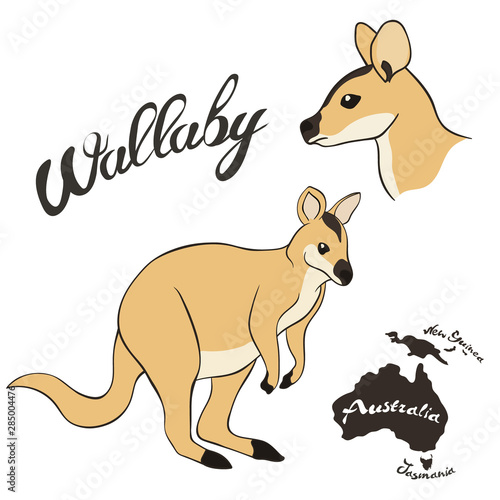 Australian wallaby vector image isolated on white background. Brown wallaby in full growth and wallaby profile head. Cute jumping animal. Realistic kangaroo design. Fauna Australia symbol.