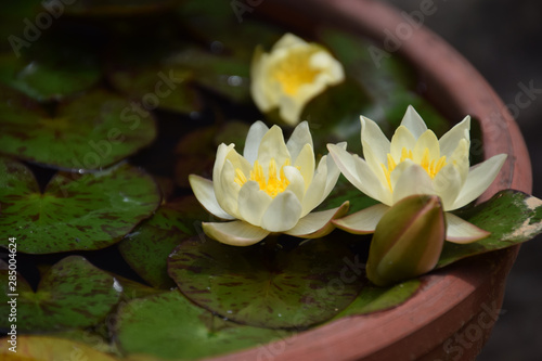 mini water lily in the bowl (side view) / 手水鉢で育てるミニ睡蓮の花(ミニ盆栽)