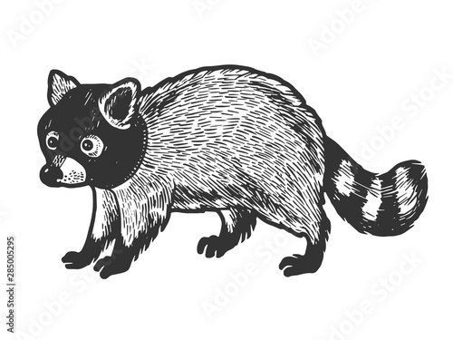 Raccoon in hat balaclava sketch engraving vector illustration. Scratch board style imitation. Black and white hand drawn image.