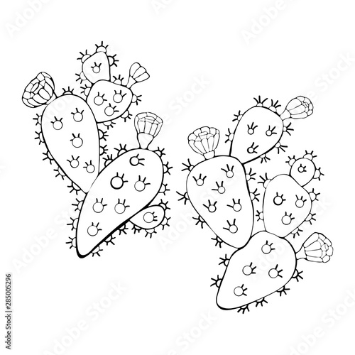 Cactus with colors black and white in the vector. Opuntia. Hand drawn illustration. Vector branch contour of Indian Fig prickly pear, prickly pear cactus isolated on white background.