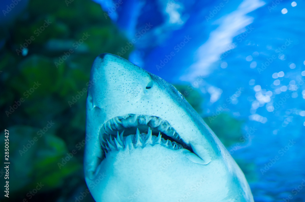 Naklejka premium Wielki biały rekin w wielkim błękicie