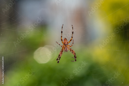 pająk krzyżak ogrodowy na jasnym zielonym tle
