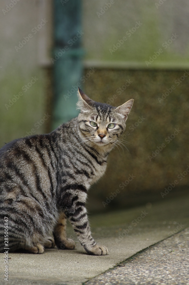 帰りを待つ猫 帰りを待つ猫