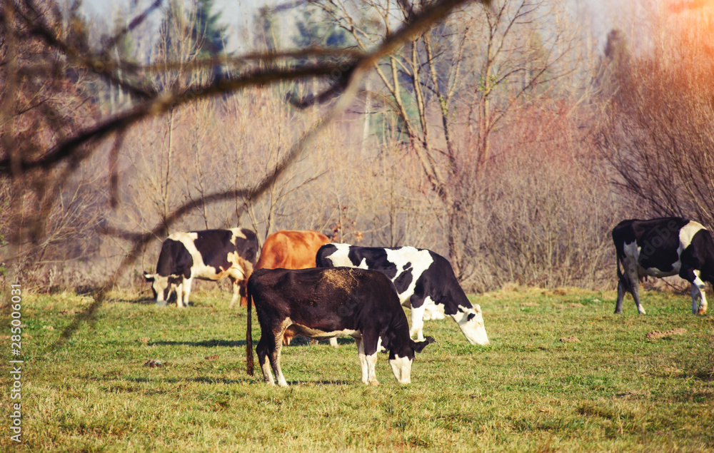 cow on the green pasture