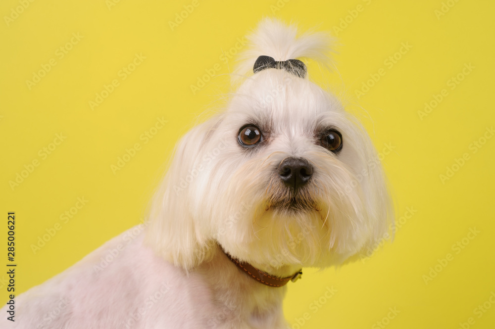 cute white dog on a yellow background cute white dog on a yellow background