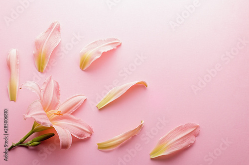 Beautiful blooming pink lily flowers frame, top view, copy space. Pink lily composition with petals
