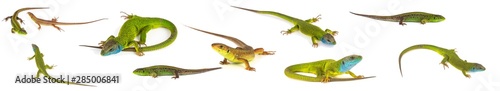 Green lizard set collection isolated on white background