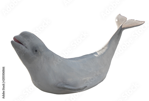 Fotografie Beluga (polar dolphin). Suborder of toothed whales