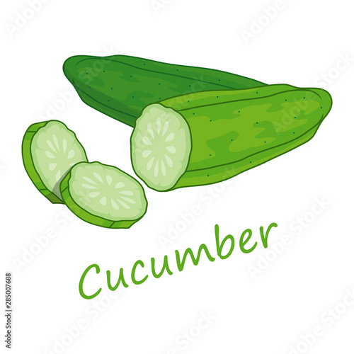 Cucumber. Raw Cucumber Vegetable. Fresh Cucumber Vegetable. Green Vegetable for Raw Food Diet. Fresh Natural Vegan Product. Plant Food. Raw Vegetable. Healthy Food. Vector graphics to design.