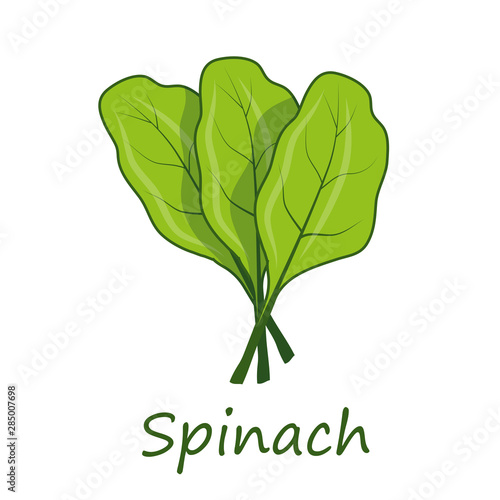 Spinach. Raw Spinach Vegetable. Fresh Spinach Vegetable. Green Vegetable for salad. Fresh Natural Vegan Product. Plant Food. Raw Vegetable. Healthy Food. Vector graphics to design.