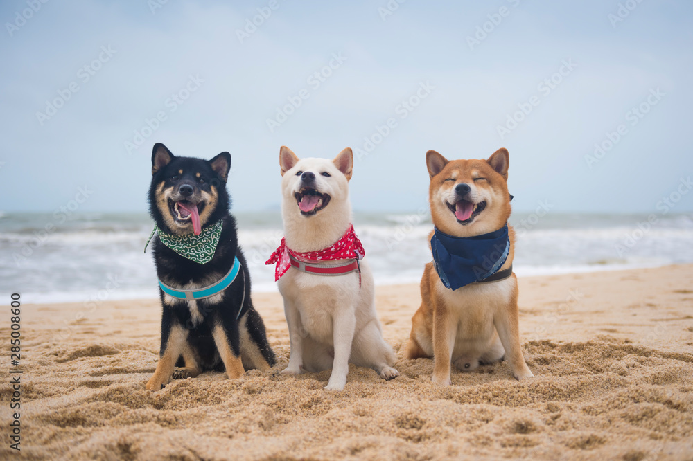 Three shiba best sale inus