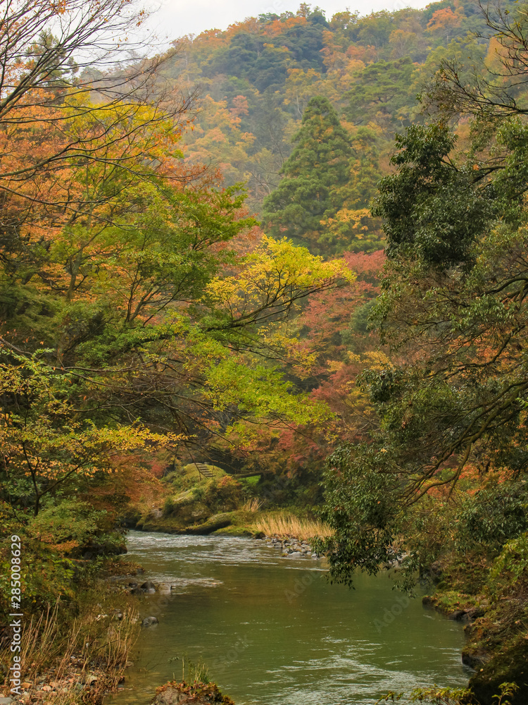 Obraz premium 大聖寺川と紅葉 山中温泉 石川県加賀市