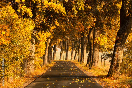 Fototapeta Naklejka Na Ścianę i Meble -  Beautiful, colorful autumn road. Pomerania, Poland