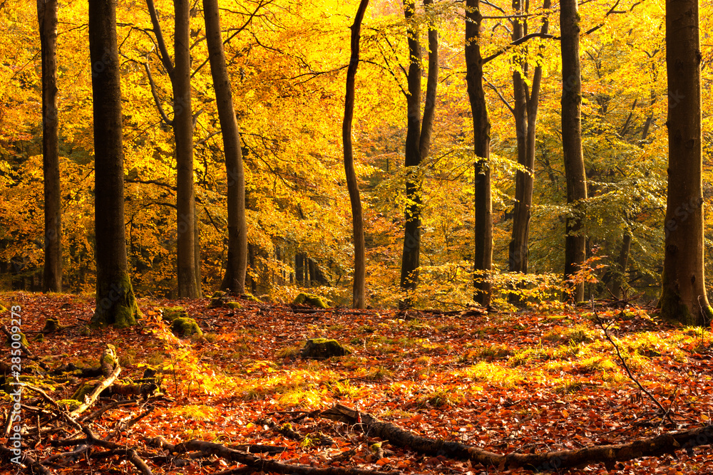 Fototapeta premium Autumn forest full of colors. Poland