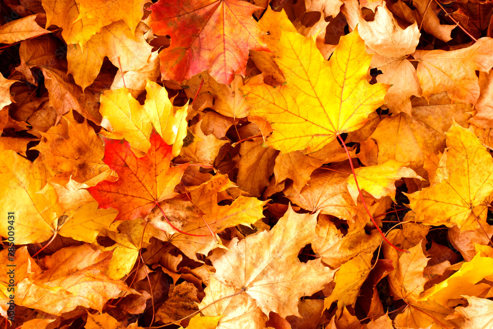 Fototapeta premium Beautiful ,colorful autumn leaves background.