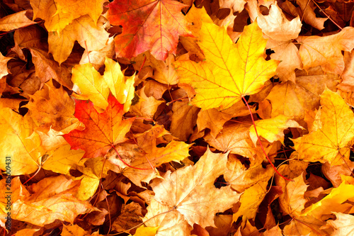 Beautiful ,colorful autumn leaves background.