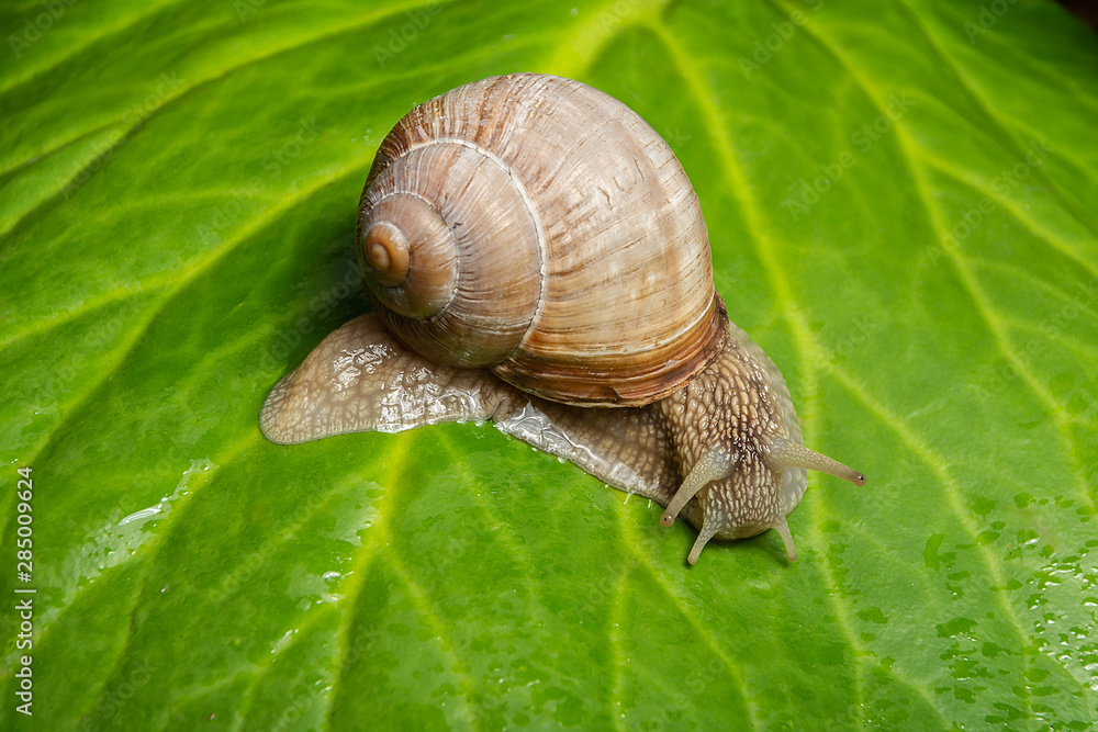 Garden snail on a large folio. Close-up Garden snail on a large folio. Close-up