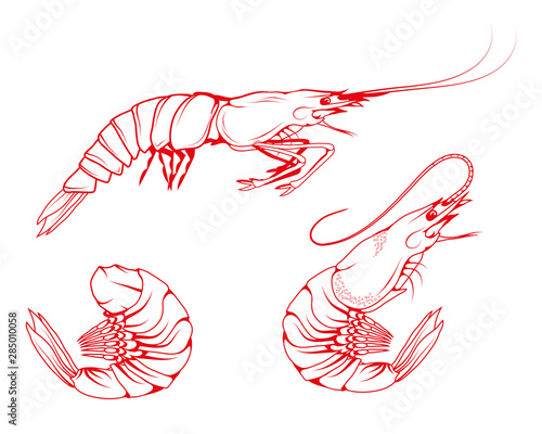 Hand Drawn Shrimp Set. Sea Food. Sea Fish. Shrimp.Tasty Seafood. Ocean Sport Fishing. Fresh Seafood Product. Delicious Baked Shrimp. Fish Meal Diet. Big Best Boiled Shrimp. Fishing. Vector graphics.