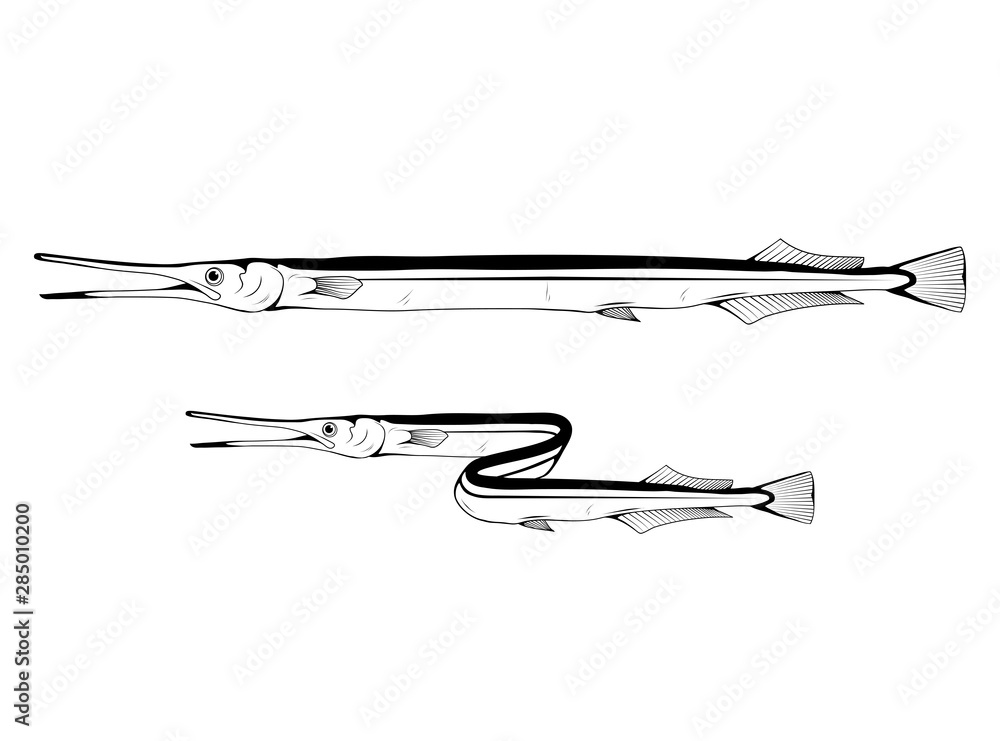 Obraz na plátně Hand Drawn Garfish