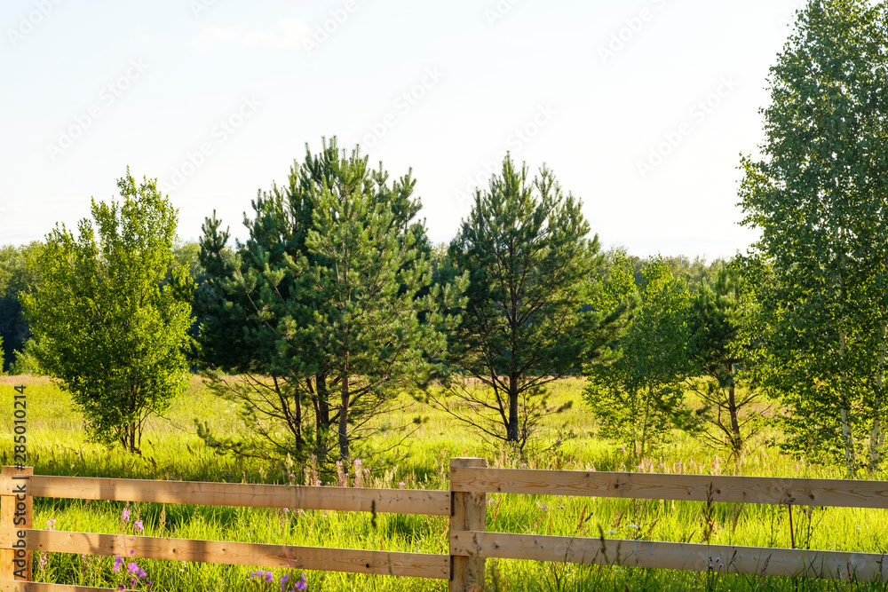 Young green trees grow behind the fence. The concept of ecology, forestry, villages.