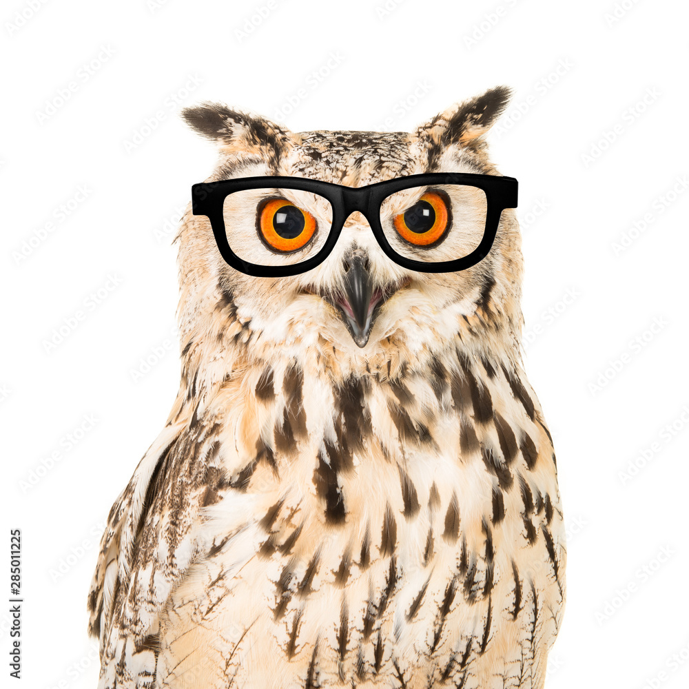 Obraz premium Portrait of an eagle owl with black glasses seen from the front on a white background