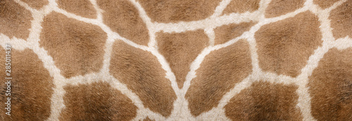Giraffe skin Texture - Image 1