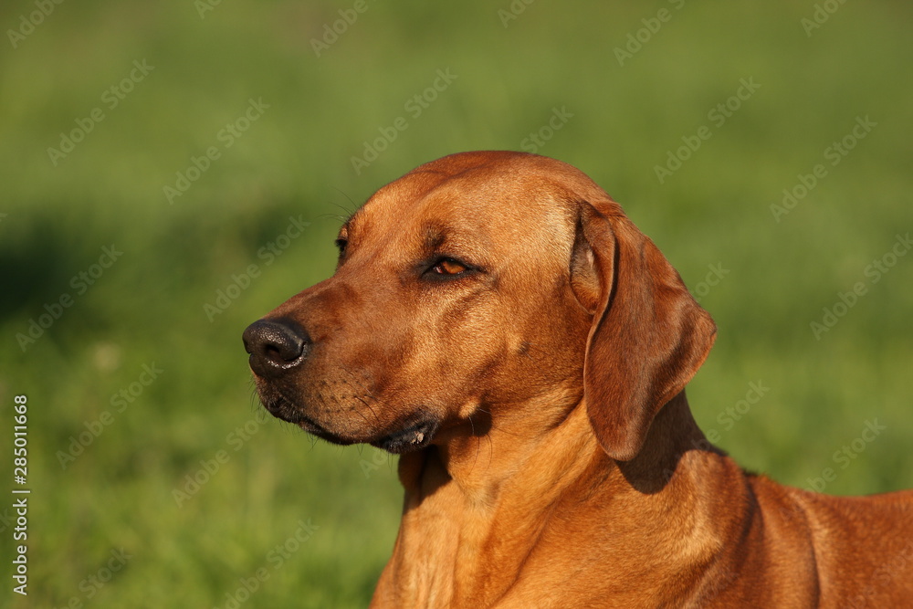 Rhodesian Ridgeback auf der Wiese