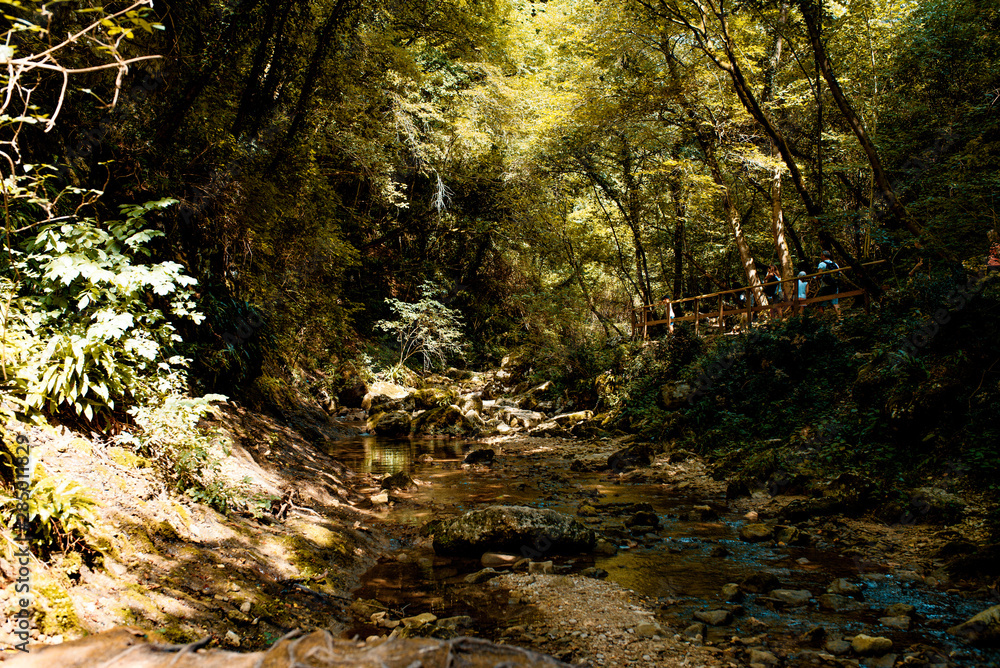 Obraz premium Forest of Molina Verona Veneto Italy