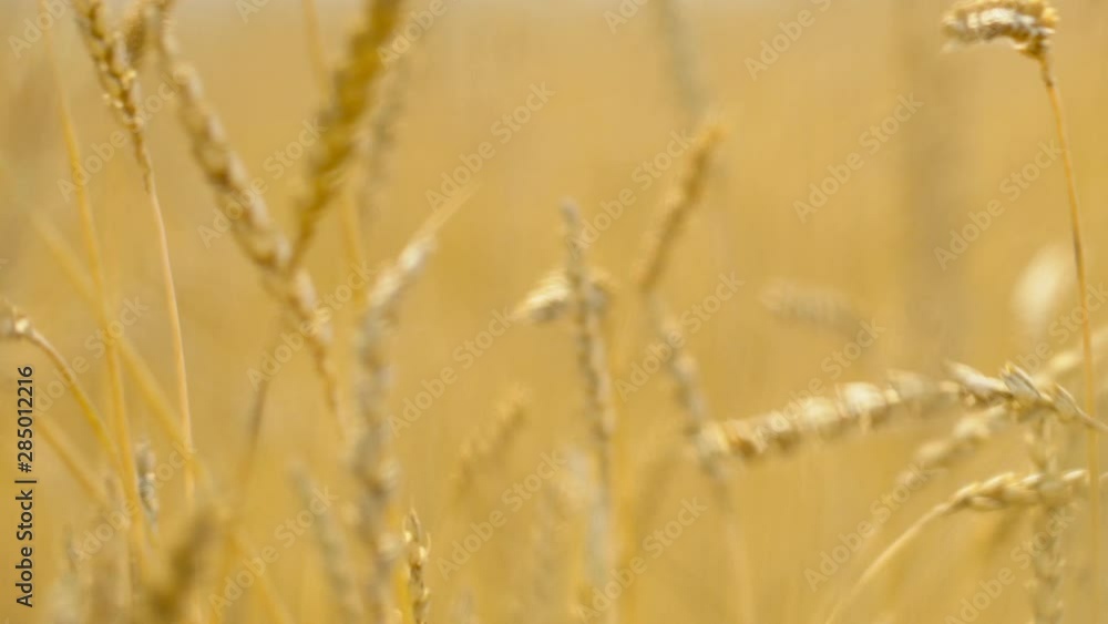 Close up of yellow barley plants in a wheat field at sunset Close up of yellow barley plants in a wheat field at sunset