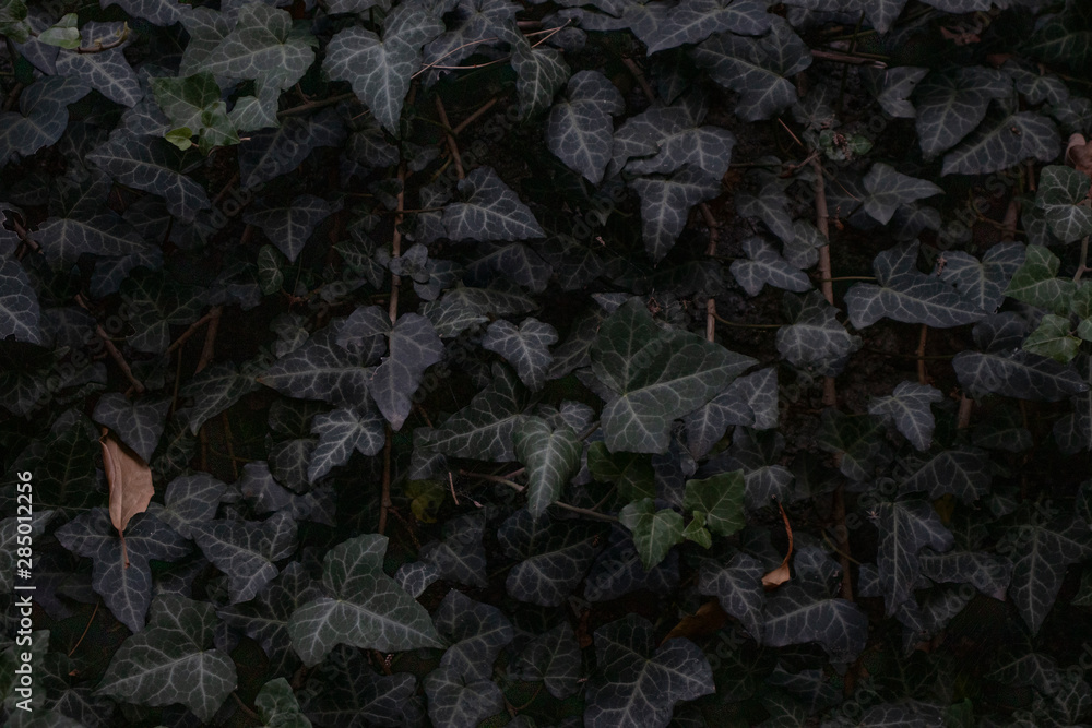 Dark leaves