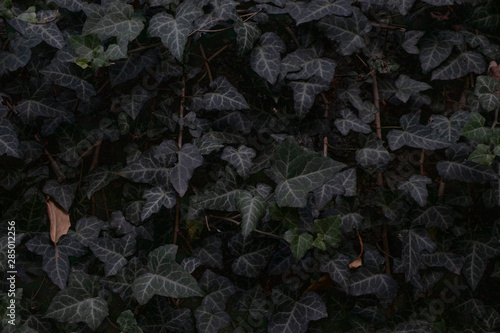 Dark leaves