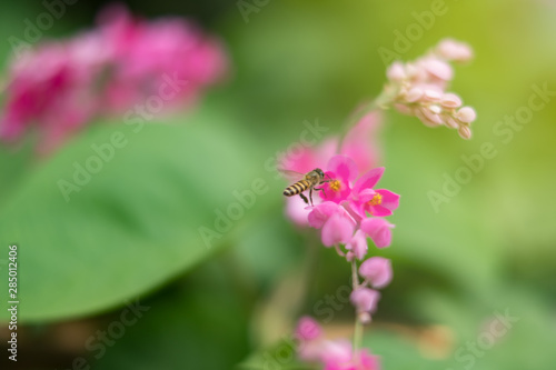 Bee is flying to absorb the pink pollen or Confederate Vine Corallita. nature wallpaper and  texture copy space.