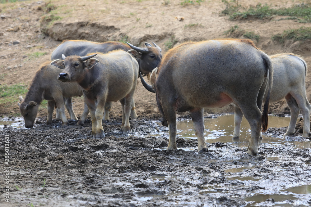 A lot of buffaloes with dry river,Thai buffalo drinking at the river,Land with dry,water in muddy A lot of buffaloes with dry river,Thai buffalo drinking at the river,Land with dry,water in muddy