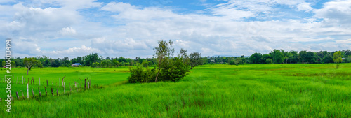 Panorama fields and bright blue sky cloud. green rice wallpaper nature.