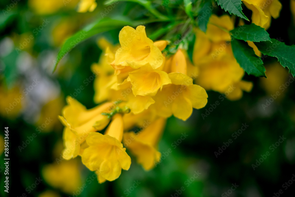 Closeup yellow bell or yellow elder a flower with a scientific name Tecoma stans (L.) Kunth. Beautiful natural background. Closeup yellow bell or yellow elder a flower with a scientific name Tecoma stans (L.) Kunth. Beautiful natural background.