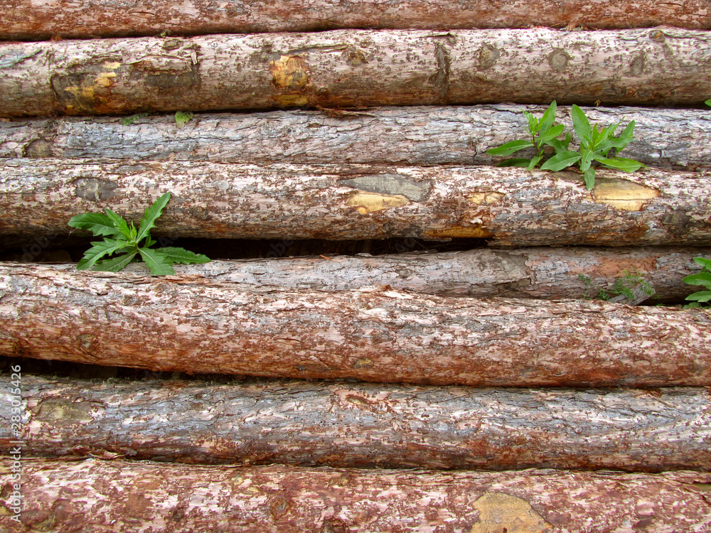 Texture of wood. Pine logs stacked in a pile. Lumber background. Texture of wood. Pine logs stacked in a pile. Lumber background.