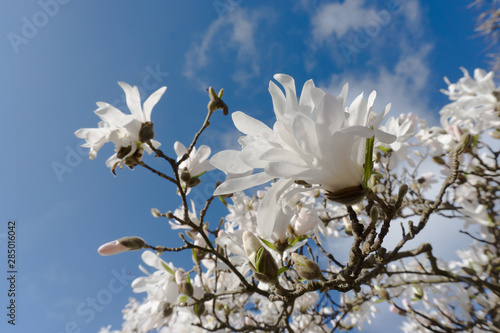 White magnolia in Paris