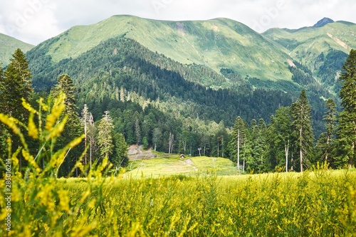 Mountain summer alpine meadows