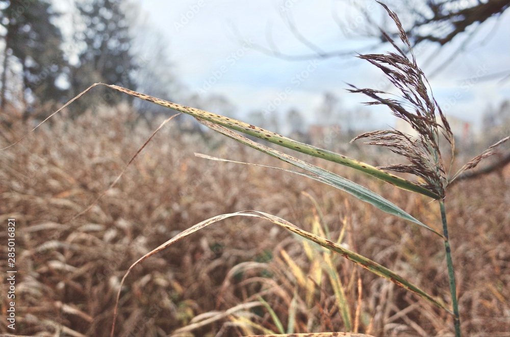 Dry tall grass Dry tall grass