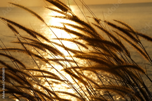 close up grass flowers and sunset background