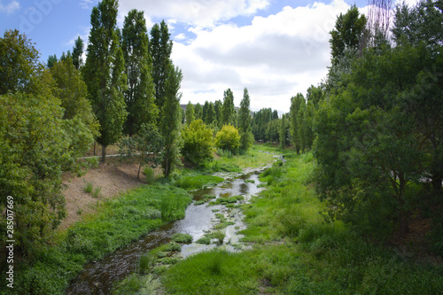 River surrounded by trees 