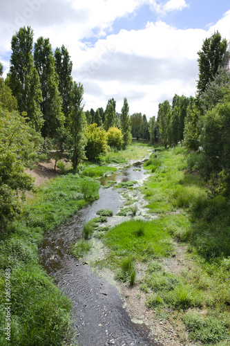 River surrounded by trees