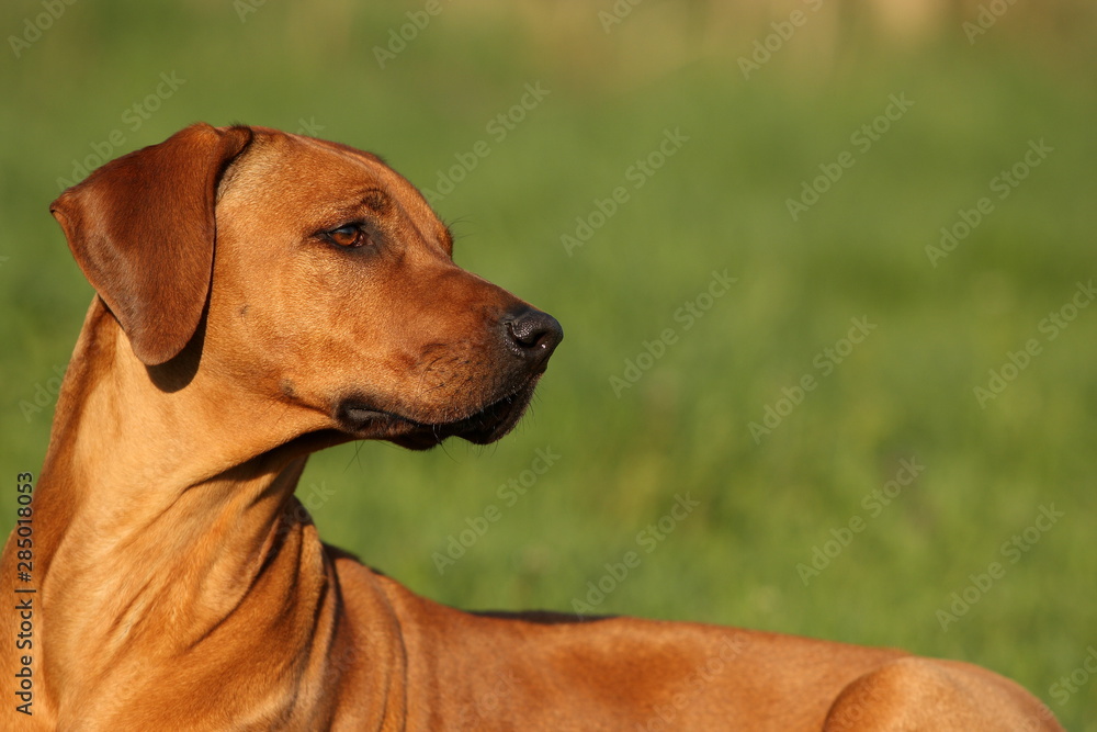Hund Rhodesian Ridgeback auf der Wiese stolzer Blick Hund Rhodesian Ridgeback auf der Wiese stolzer Blick