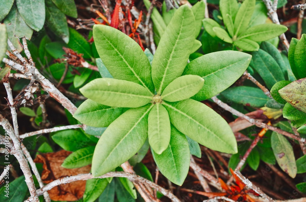 Upper Rhododendron Leaves Upper Rhododendron Leaves