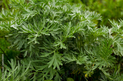 wormwood plant closeup, Artemisia absinthium