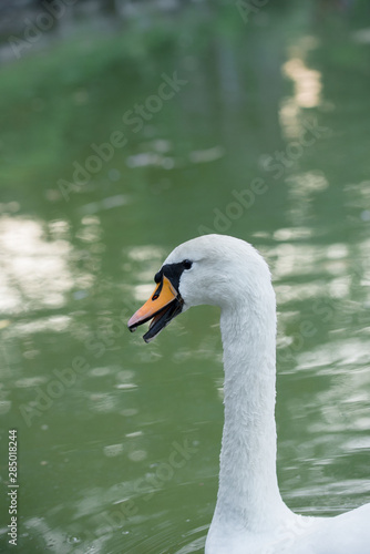 Beautiful snow-white swan in the lake. Beautiful nature.