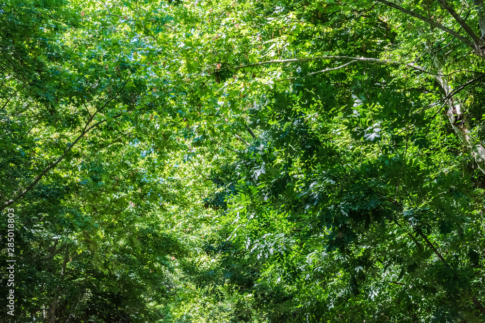 forest with trees in mountain landscape forest with trees in mountain landscape