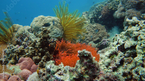 Clown fish and sea anemone, natural symbiosis. Coral reef with fishes. Hard and soft corals underwater landscape