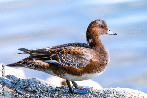 Canvas Print Eurasian wigeon (Anas penelope). Prestvann. Tromso